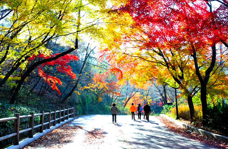 Rừng lá đỏ Hàn Quốc