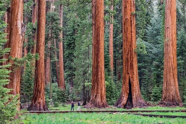Vườn quốc gia Sequoia là nơi sinh sống của nhiều loài động vật có nguy cơ tuyệt chủng